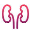 Urology